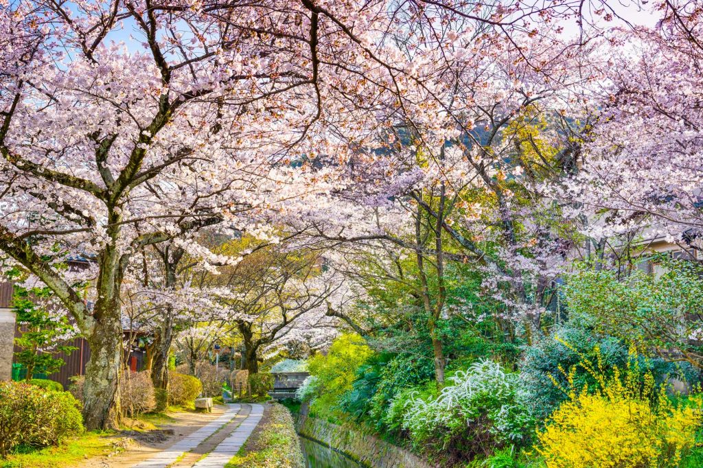 Cherry Blossom in Japan
