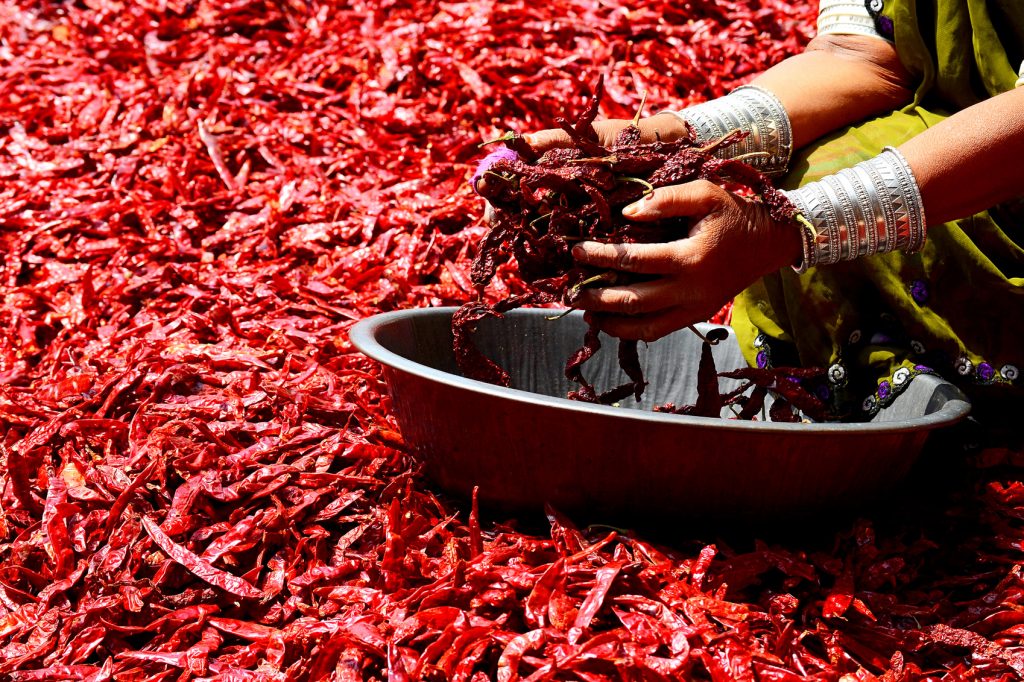 Indian woman washing chilies, an ingredient for International cuisine