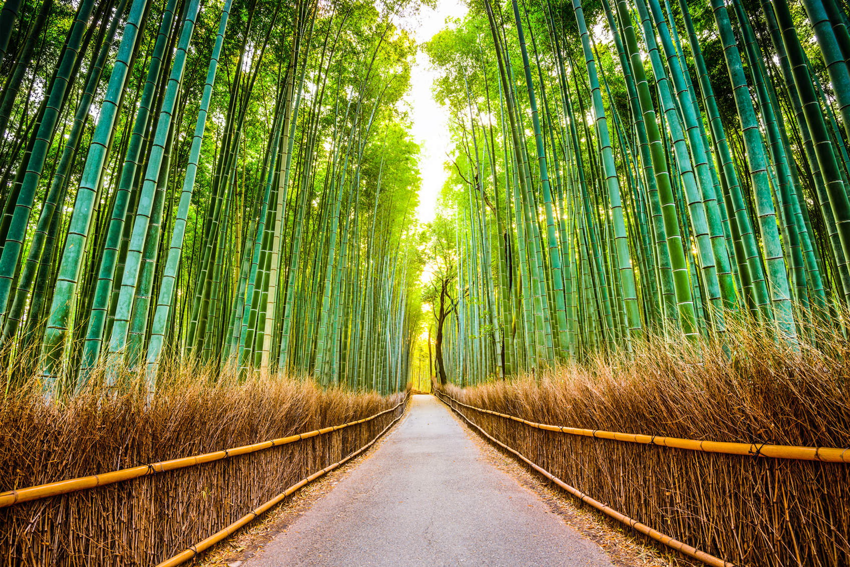 spiritual japan Kyoto-Bamboo-www.istockphoto.comgbphotobamboo-forest-of-kyoto-gm481066.jpg794-61290102-SeanPavonePhoto