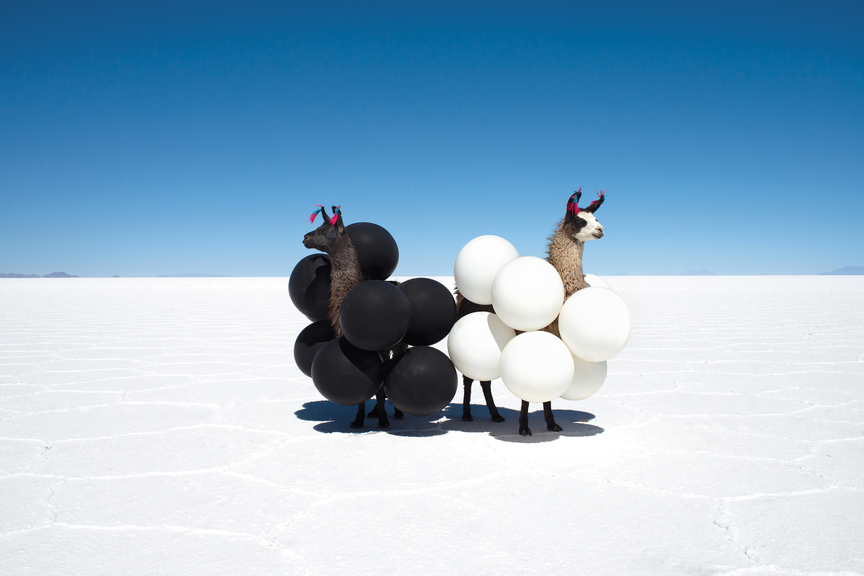 Gray Malin Llamas-Black-and-White-Balloons_p126