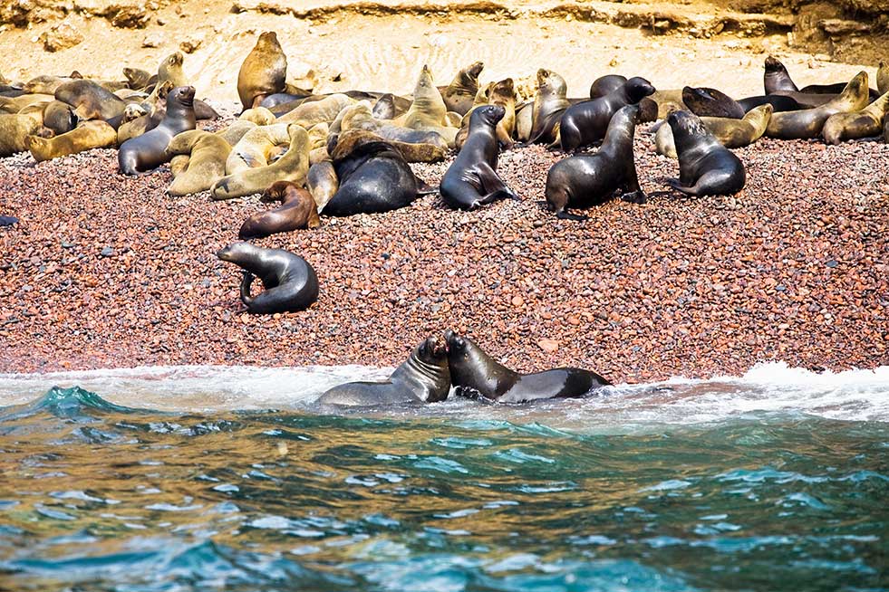 Seals on Ballestas islands peru
