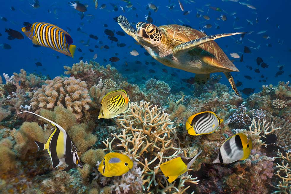 turtles and angel fish in great barrier reef