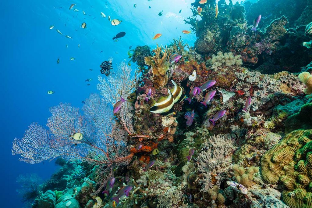 coral reef great barrier reef