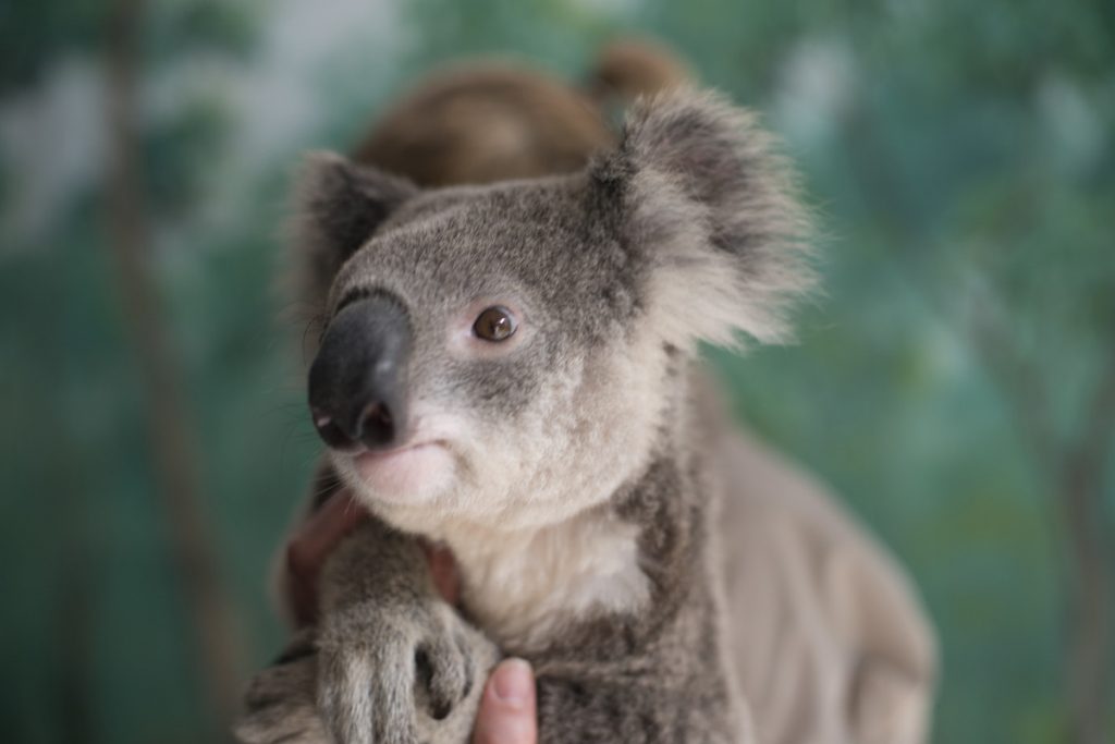 koala bear australia native animal