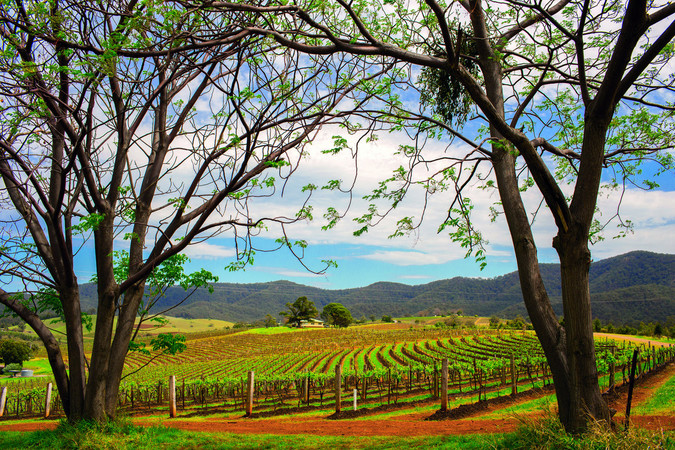 barosssa valley vineyard