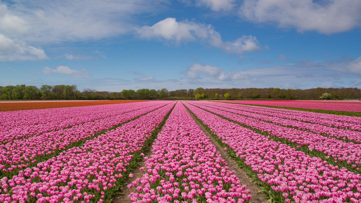 19 surprising, fun but perhaps useless facts about the Netherlands