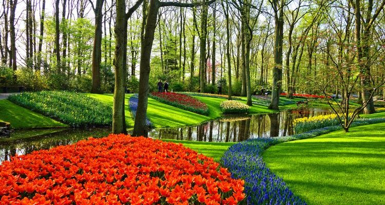 Keukenhof Park tulip garden Netherlands