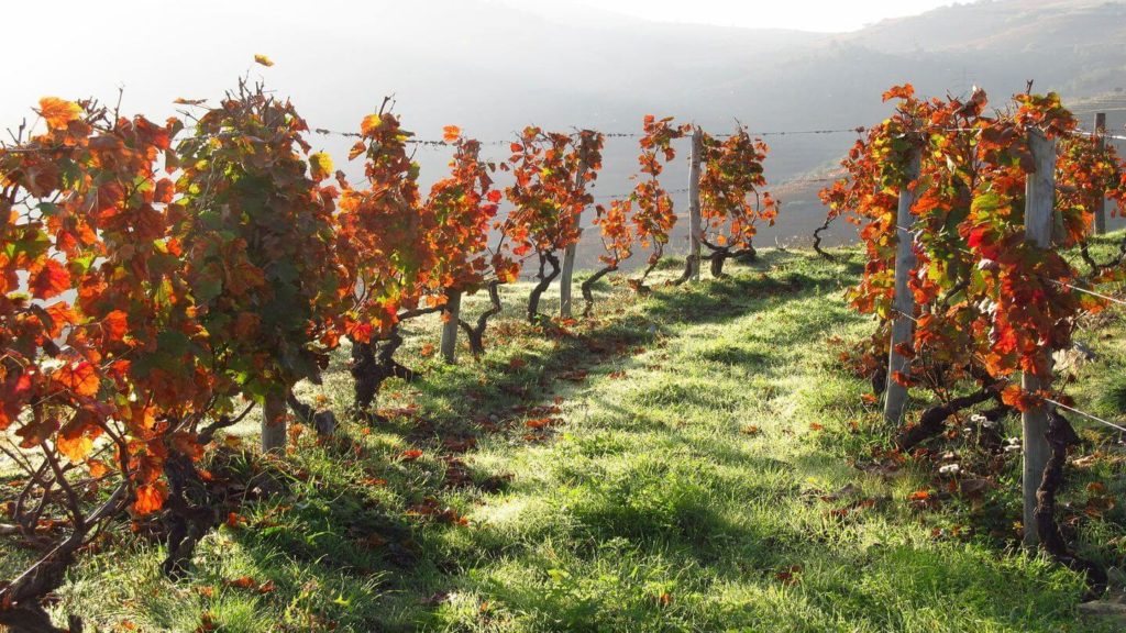 douro valley vineyards Portugal