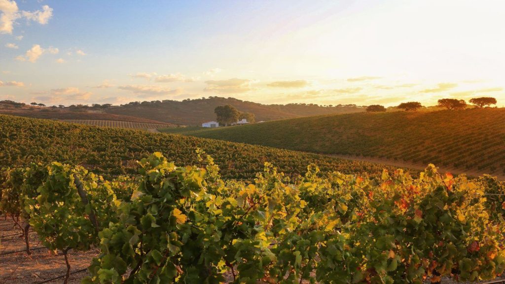 Reguengos vineyards sunset Portugal