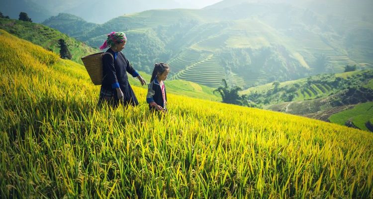 traditional farmers Vietnamese rice fields