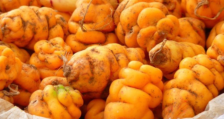 yellow peruvian potatoes