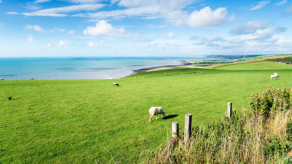 A sheep in rural scenary