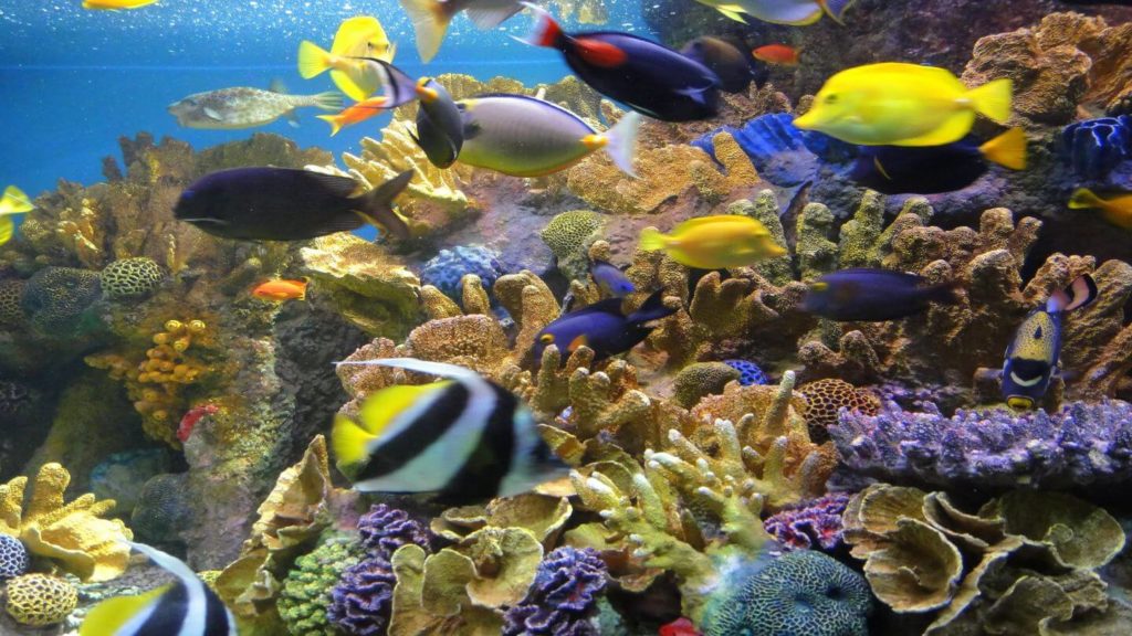 coral fish display new england aquarium