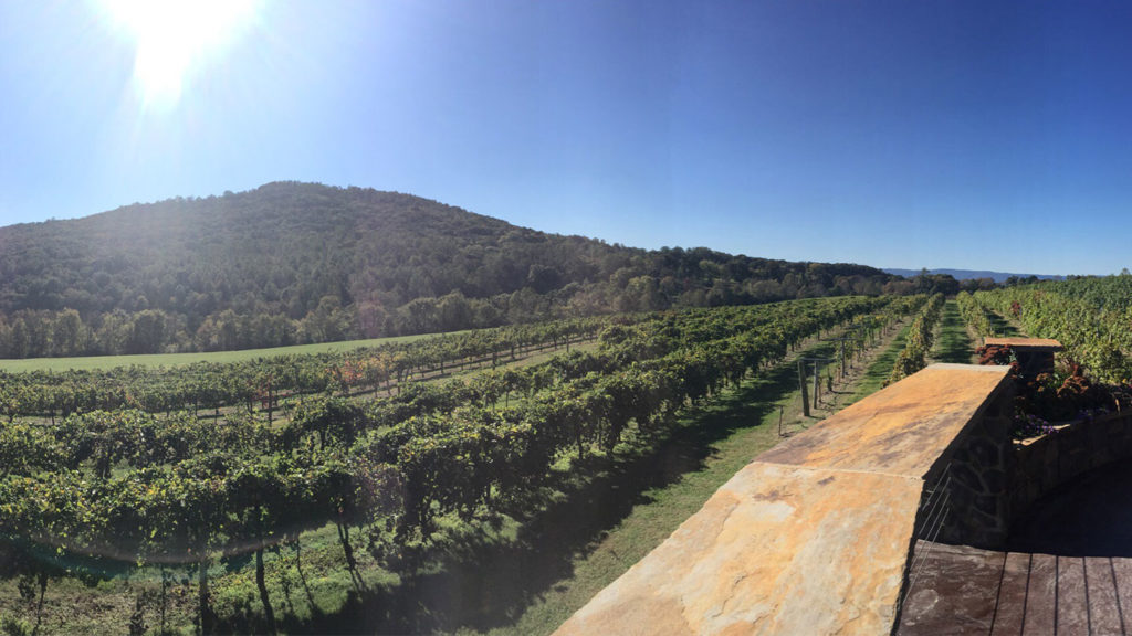 Georgian Vineyard