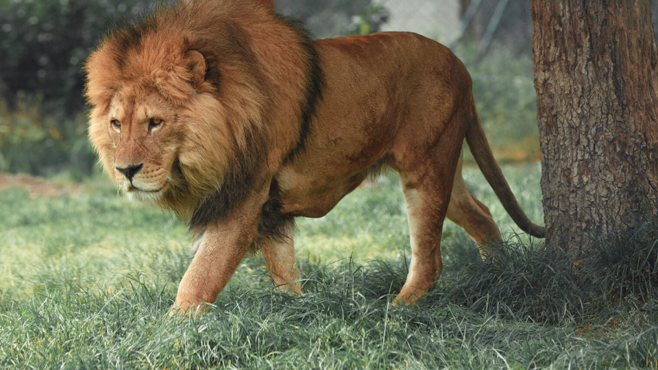 A lion walking