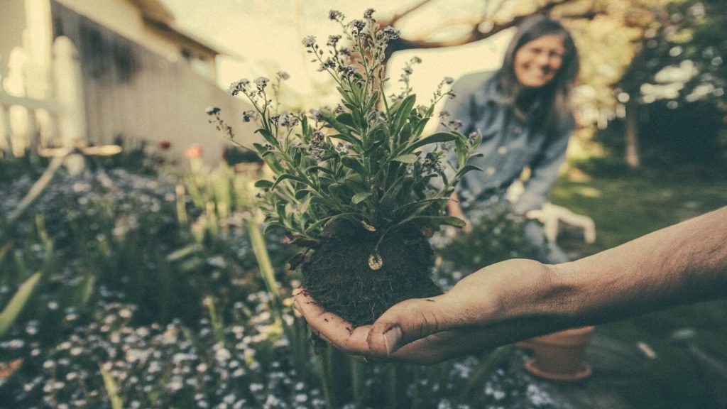 gardening holding plants