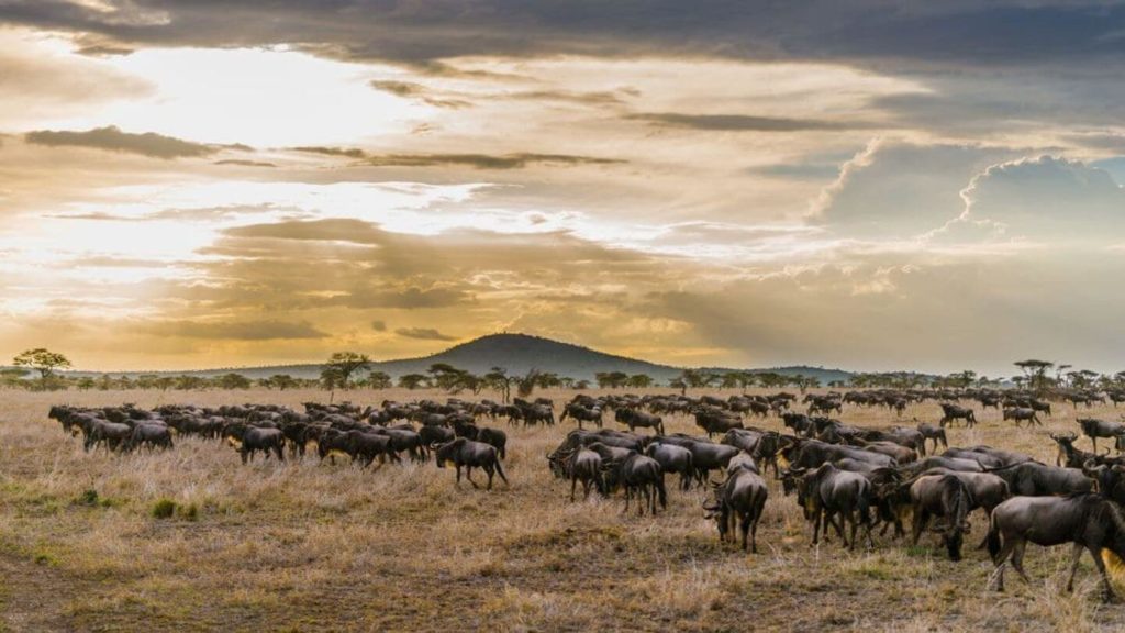 wildebeest herd serengeti tanzania