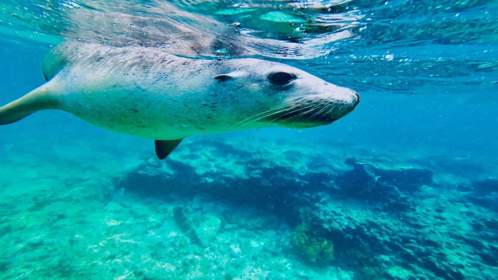 underwater shot of a sea lion Penguin Island Shoalwater Islands Marine Park Western Australia