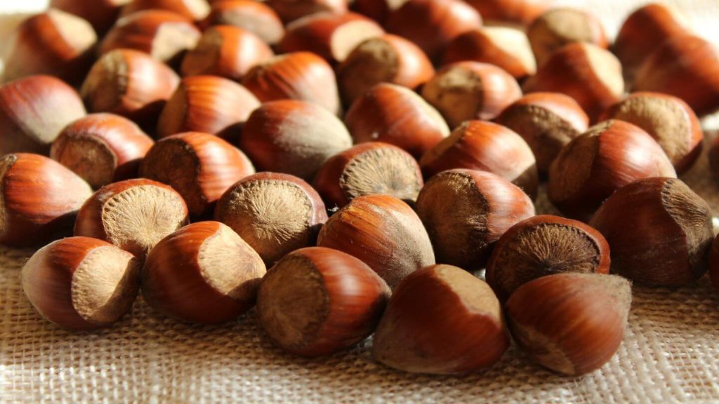 bunch of hazelnuts unique New Zealand experiences