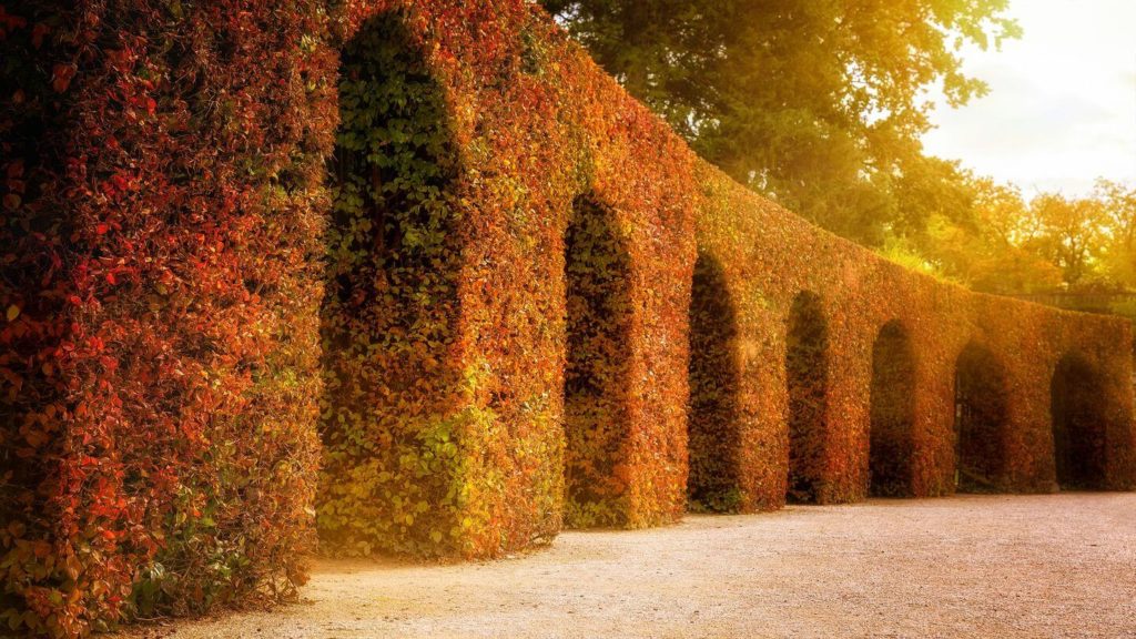 golden light and autumn foliage hanging over arches