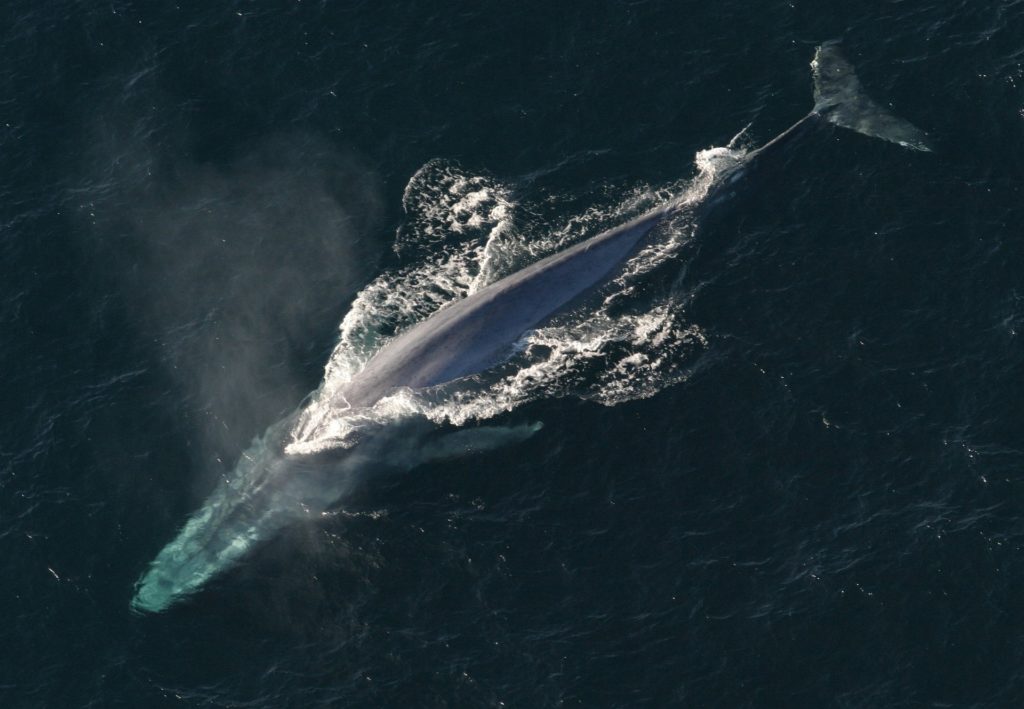 A whale coming up for air in its natural habitat