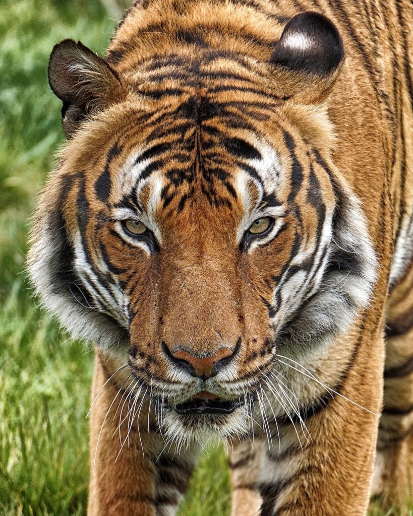 A single adult tiger posing in the wild amongst grass