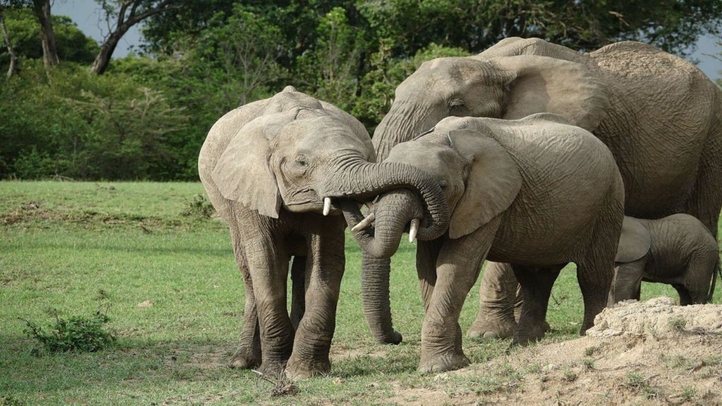 elephant herd Maasai Mara Kenya travelling in 2021