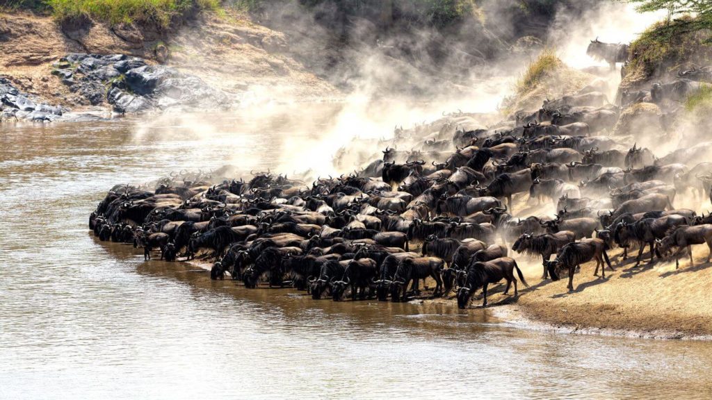 great migration herd of wildebeest crossing river Maasai Mara