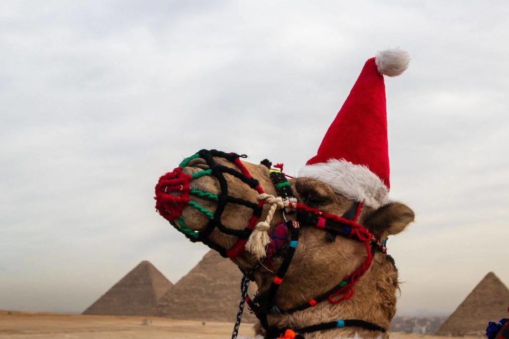 camel in Santa hat at the Pyramids of Giza Christmas in Egypt