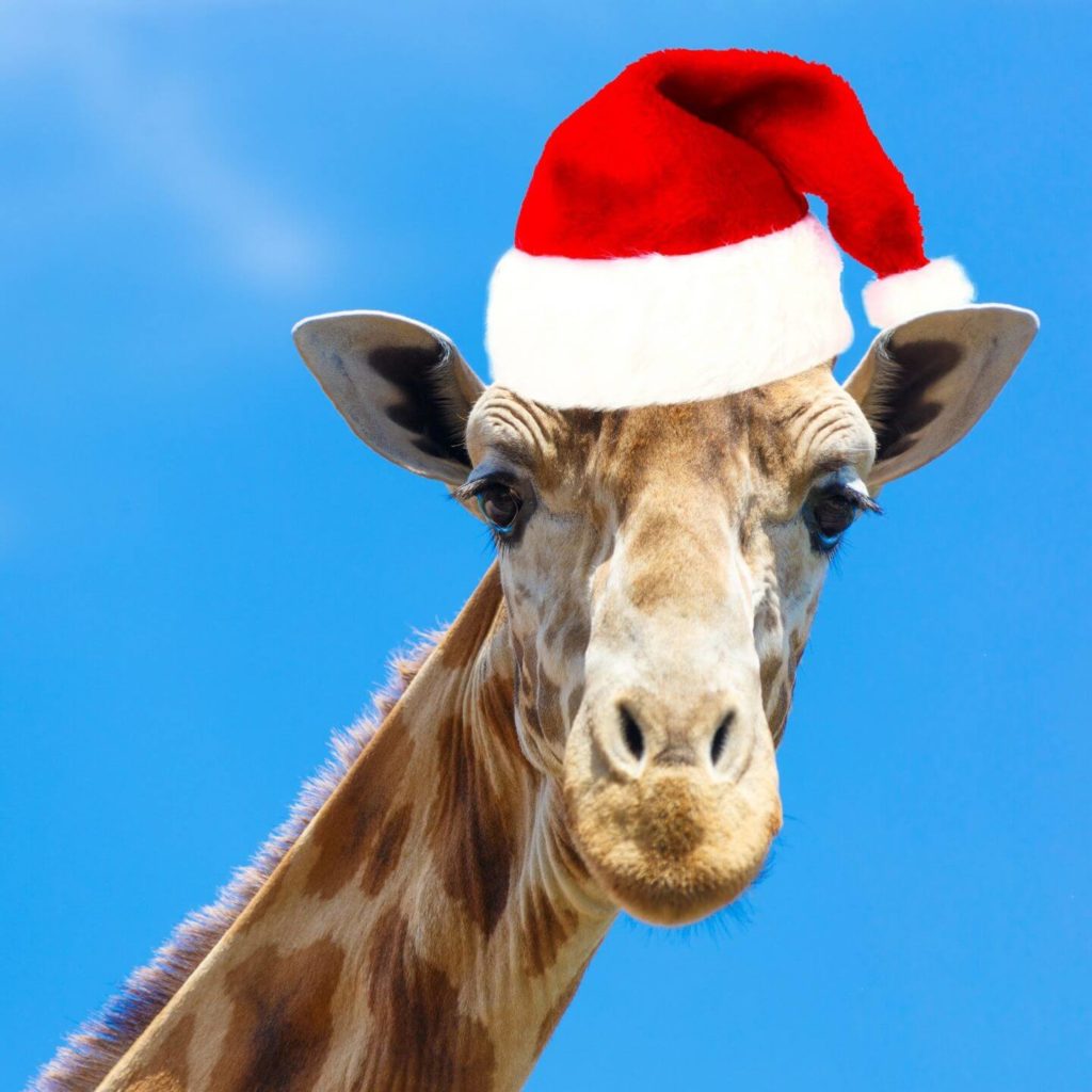 giraffe with a Santa hat