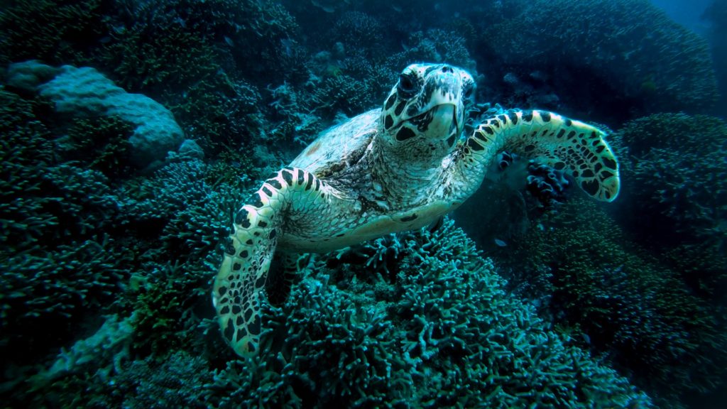great barrier reef in queensland, australia