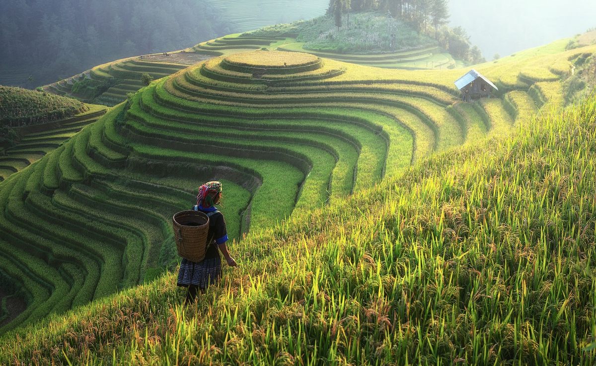 emerald rice terraces farmer asia movies set in asia movies about asia