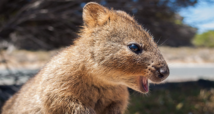 Fun facts about the Quokka, the happiest animal on earth