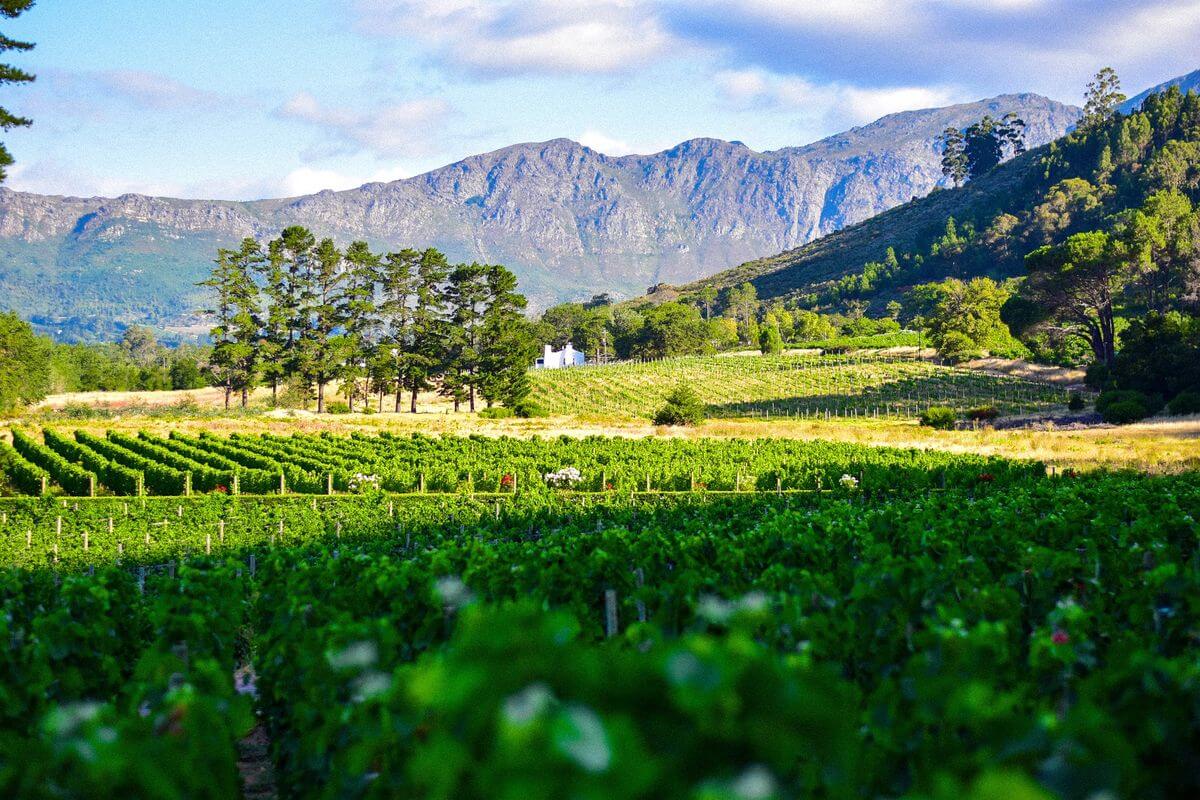 Wine Route South Africa