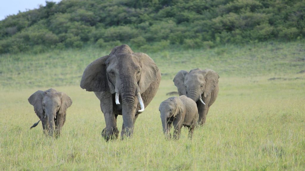 family of elephants in green grass trip to Africa