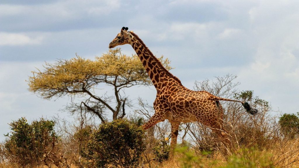giraffe walking through the bushland Africa