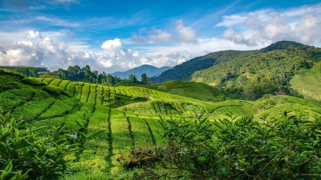 lush tea fields Cameron Highlands Malaysia