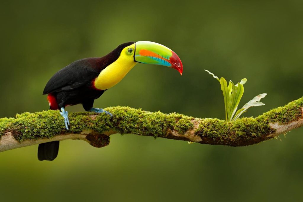 toucan in costa rica
