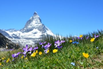 spring wildflowers Matterhorn peak Switzerland