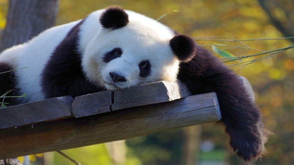 sleepy Giant Panda at Chengdu Research Base of Giant Panda Breeding