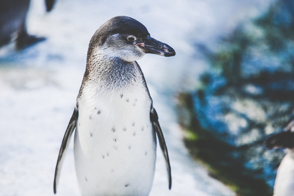 emperor penguin dads