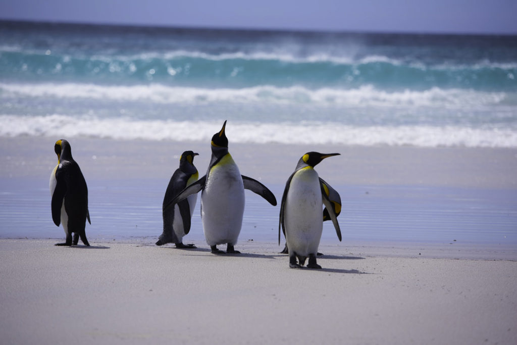 penguins