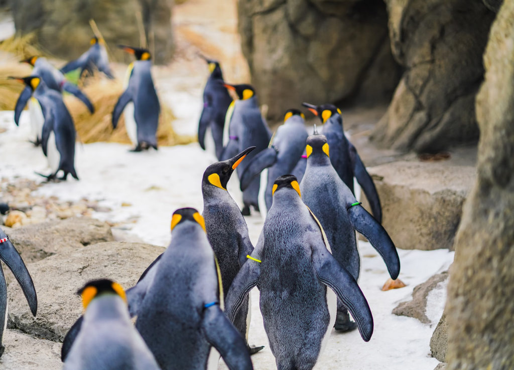 penguin highway