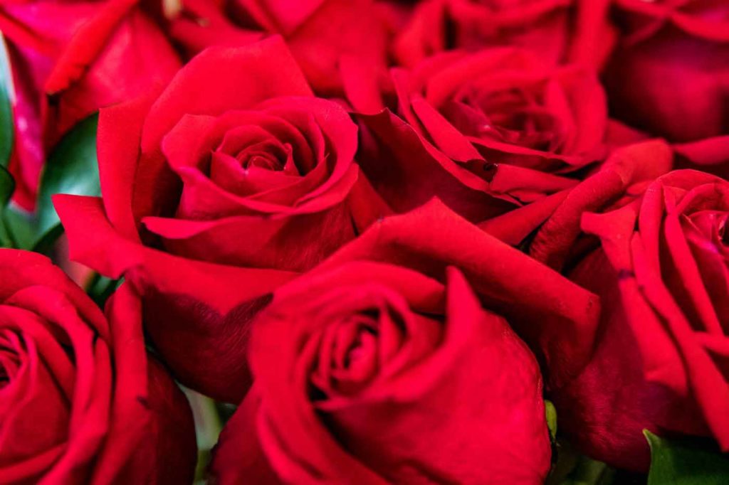 red roses