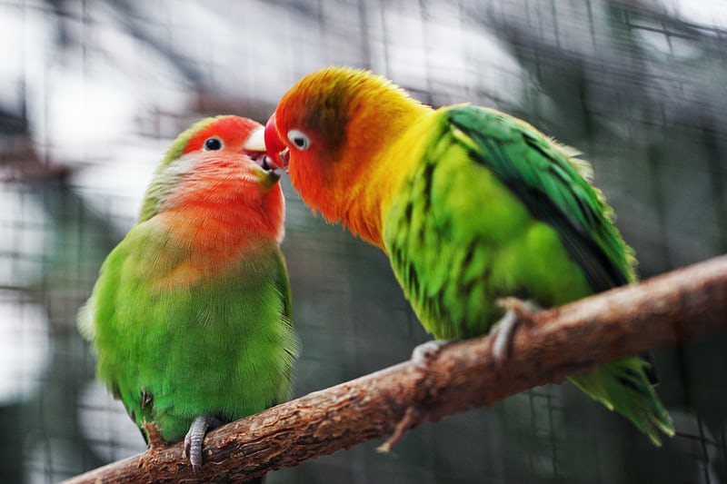 bird mating