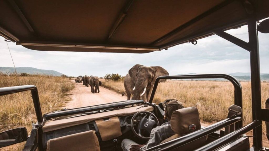 elephants walking past safari vehicle Africa