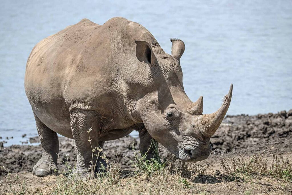 white rhinos
