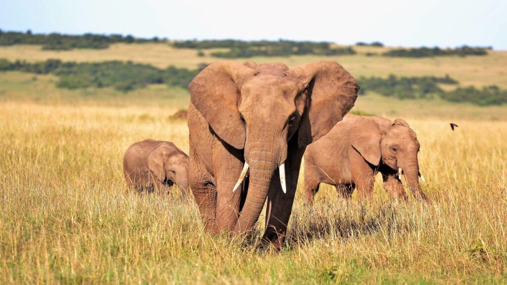 Elephants eating grass in grassy landscape