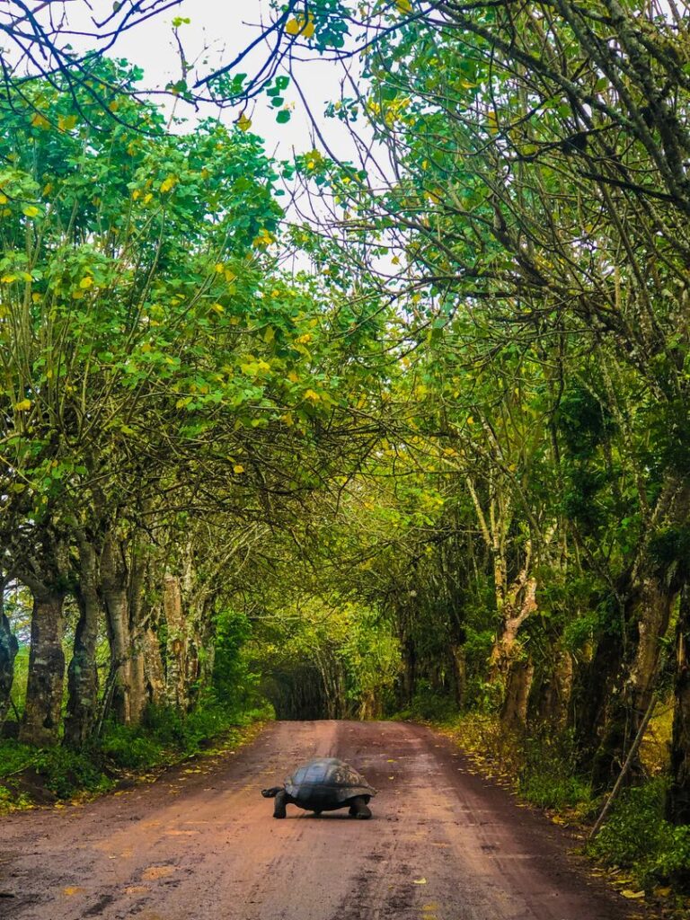 giant tortoise in forest Galapagos Islands Ecuador