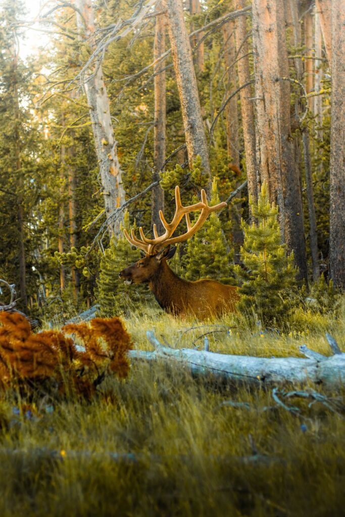 Image of an elk in the forest at Yellowstone greatest national park